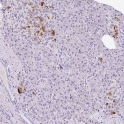 Immunohistochemistry-Paraffin: LPAR4/LPA4 Antibody [NBP2-33757]