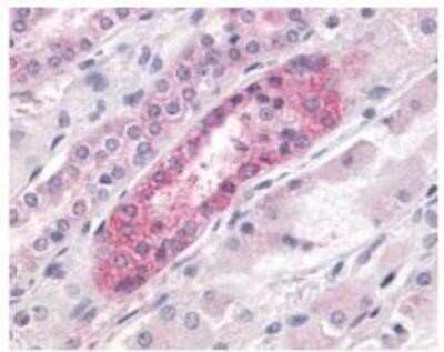 Immunohistochemistry-Paraffin: LPAR4/LPA4 Antibody - BSA Free [NLS1895]