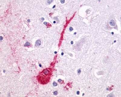 Immunohistochemistry-Paraffin: LPAR4/LPA4 Antibody - BSA Free [NLS1895]