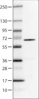 Western Blot: P4HA2 Antibody (CL0351) [NBP2-52922]