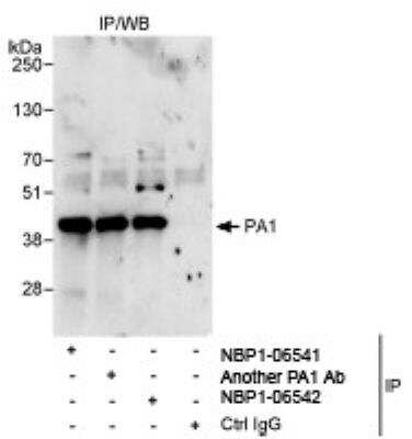 Western Blot: PA1 Antibody [NBP1-06542]