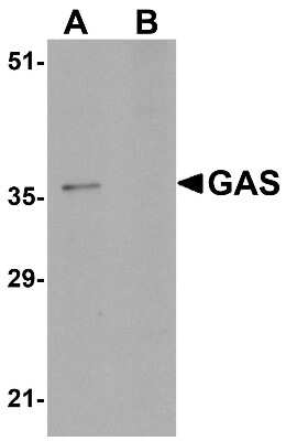 Western Blot: PA1 AntibodyBSA Free [NBP1-76239]