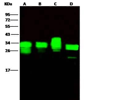 Western Blot: PA28 Activator alpha Subunit/PSME1 Antibody (016) [NBP2-90298]