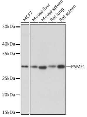 Western Blot: PA28 Activator alpha Subunit/PSME1 Antibody (6H7X3) [NBP3-16543]