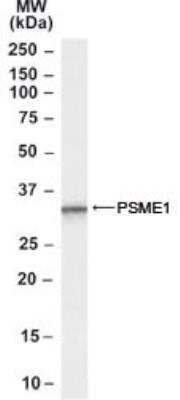 Western Blot: PA28 Activator alpha Subunit/PSME1 Antibody [NB100-59751]