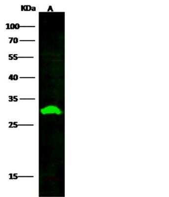 Western Blot: PA28 Activator beta Subunit/PSME2 Antibody (06) [NBP3-06553]