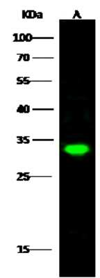 Western Blot: PA28 Activator beta Subunit/PSME2 Antibody [NBP3-00350]