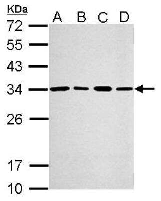 Western Blot: PA28 Activator gamma Subunit/PSME3 Antibody [NBP1-33498]