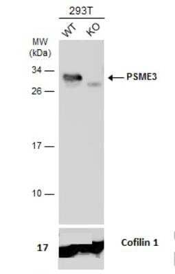 Knockout Validated: PA28 Activator gamma Subunit/PSME3 Antibody [NBP1-33498]