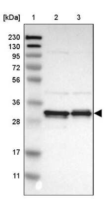 Western Blot: PA28 Activator gamma Subunit/PSME3 Antibody [NBP1-83063]