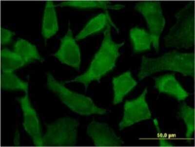 Immunocytochemistry/ Immunofluorescence: PA2G4/EBP1 Antibody (2A5) [H00005036-M01]