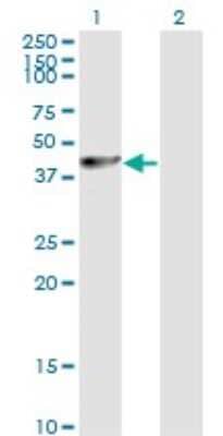 Western Blot: PA2G4/EBP1 Antibody (2A5) [H00005036-M01]