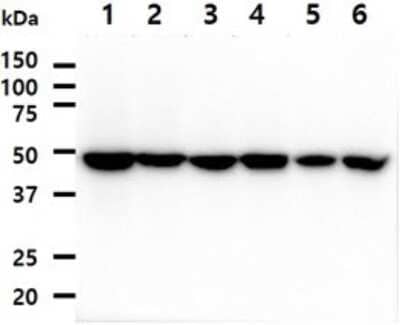 Western Blot: PA2G4/EBP1 Antibody (5E7)BSA Free [NBP2-59468]