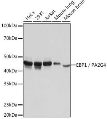 Western Blot: PA2G4/EBP1 Antibody (9J9U5) [NBP3-16561]