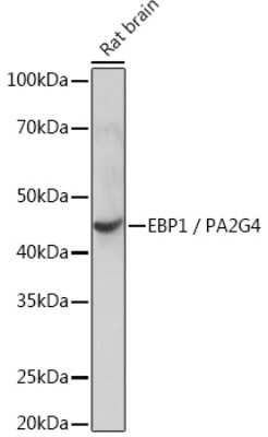 Western Blot: PA2G4/EBP1 Antibody (9J9U5) [NBP3-16561]