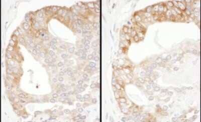 Immunohistochemistry-Paraffin: PA2G4/EBP1 Antibody [NBP1-71840]