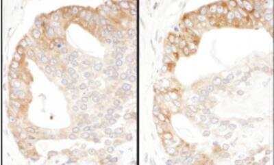 Immunohistochemistry-Paraffin: PA2G4/EBP1 Antibody [NBP1-71839]