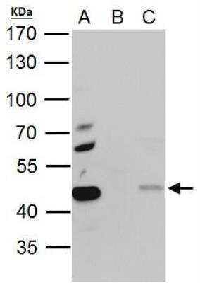 Immunoprecipitation: PA2G4/EBP1 Antibody [NBP2-16256]