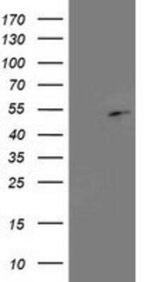 Western Blot: PA2G4/EBP1 Antibody (OTI1D3)Azide and BSA Free [NBP2-73213]