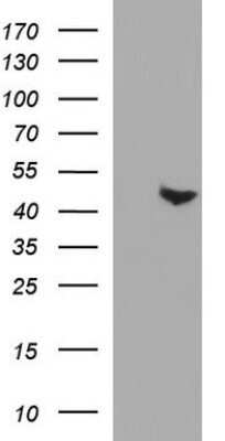 Western Blot: PAAF1 Antibody (OTI1F11)Azide and BSA Free [NBP2-73214]