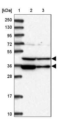 Western Blot: PAAF1 Antibody [NBP1-82310]