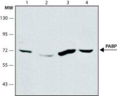 Western Blot: PABP Antibody (10E10)Azide and BSA Free [NBP2-80901]