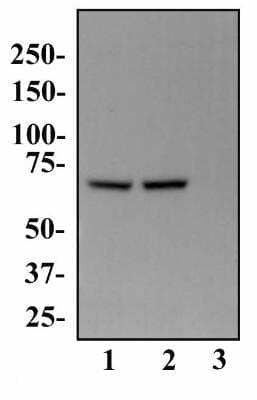 Western Blot: PABP Antibody (10E10)BSA Free [NB120-6125]