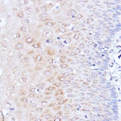Immunohistochemistry-Paraffin: PABP Antibody - Azide and BSA Free [NBP2-93914]