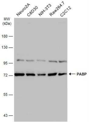 Western Blot: PABP Antibody [NBP2-19670]