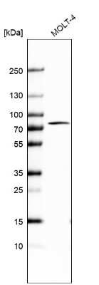 Western Blot: PABP Antibody [NBP2-57869]