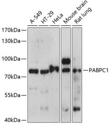 Western Blot: PABP AntibodyAzide and BSA Free [NBP2-93914]