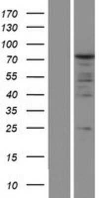 Western Blot: PABP Overexpression Lysate [NBP2-10839]