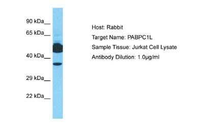 Western Blot: PABPC1L Antibody [NBP2-83353]