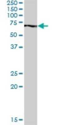 Western Blot: PABPC3 Antibody [H00005042-B01P]