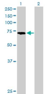 Western Blot: PABPC3 Antibody [H00005042-B01P]
