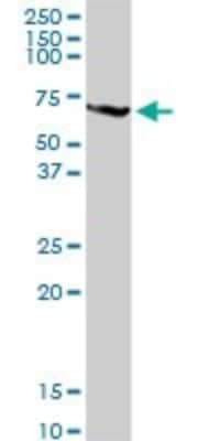 Western Blot: PABPC3 Antibody [H00005042-D01P]