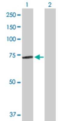 Western Blot: PABPC3 Antibody [H00005042-D01P]