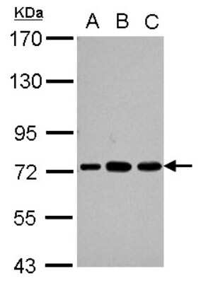 Western Blot: PABPC3 Antibody [NBP2-15061]