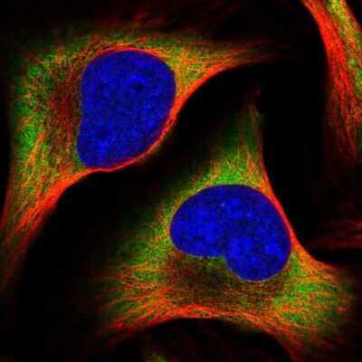 Immunocytochemistry/ Immunofluorescence: PABPC4 Antibody [NBP2-58575]