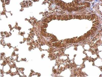Immunohistochemistry-Paraffin: PABPC4 Antibody [NBP2-19671]