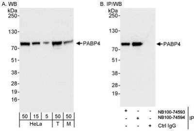 Western Blot: PABPC4 Antibody [NB100-74594]