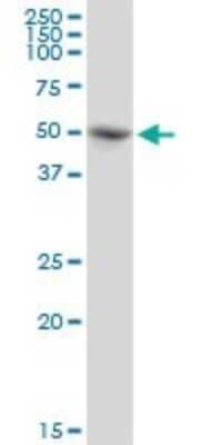 Western Blot: PABPC5 Antibody [H00140886-B01P]