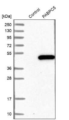 Western Blot: PABPC5 Antibody [NBP1-87355]