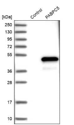 Western Blot: PABPC5 Antibody [NBP1-87356]