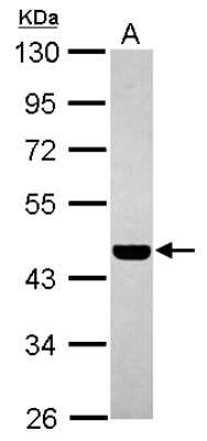 Western Blot: PABPC5 Antibody [NBP2-19672]
