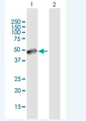 Western Blot: PABPN1L Antibody [H00390748-B01P-50ug]