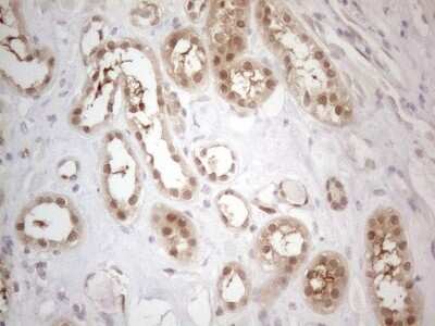 Immunohistochemistry: PAC2 Antibody (OTI1E8) [NBP2-45438]