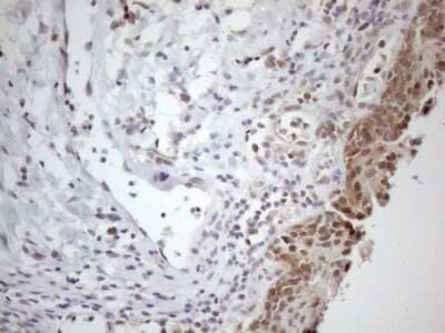 Immunohistochemistry: PAC2 Antibody (OTI1E8) [NBP2-45438]