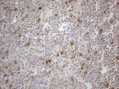 Immunohistochemistry: PAC2 Antibody (OTI1E8) [NBP2-45438]