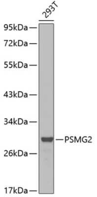 Immunocytochemistry/ Immunofluorescence: PAC2 Antibody - BSA Free [NBP3-03407]